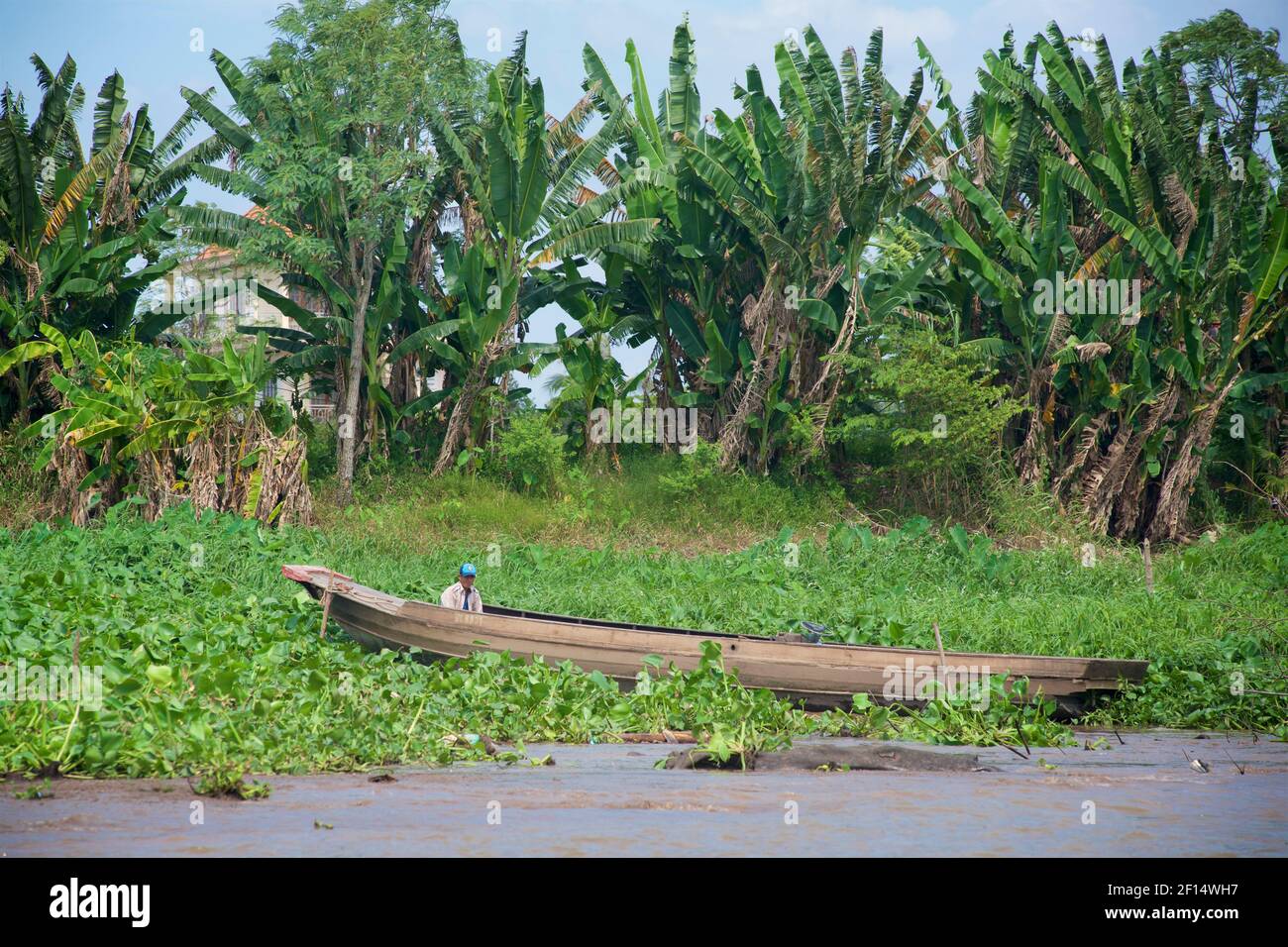 Riverside vita nel delta del Mekong. Distretto di Cat Cai Lậy, Provincia di Tien Giang, Vietnam. Uomo vietnamita in canoa di legno che raccoglie piante fluviali. Foto Stock