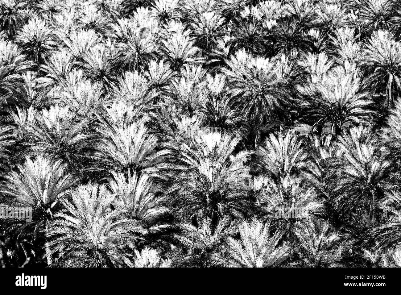 Nel giardino di oman e la coltivazione di frutti di palma da alta Foto Stock