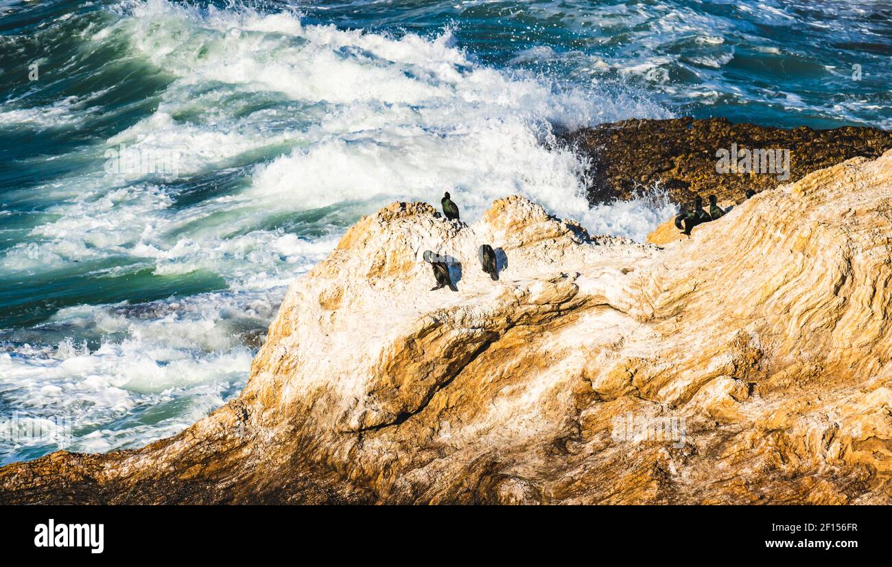 Cormorani sulla cima di una scogliera, tempestose onde turchesi dell'oceano sullo sfondo, California Central Coast Foto Stock