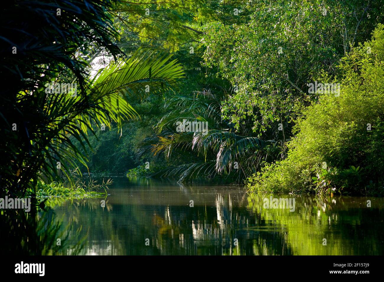 Lussureggiante vegetazione dei canali vicino Can Tho, Delta Mekong, Vietnam del Sud Foto Stock
