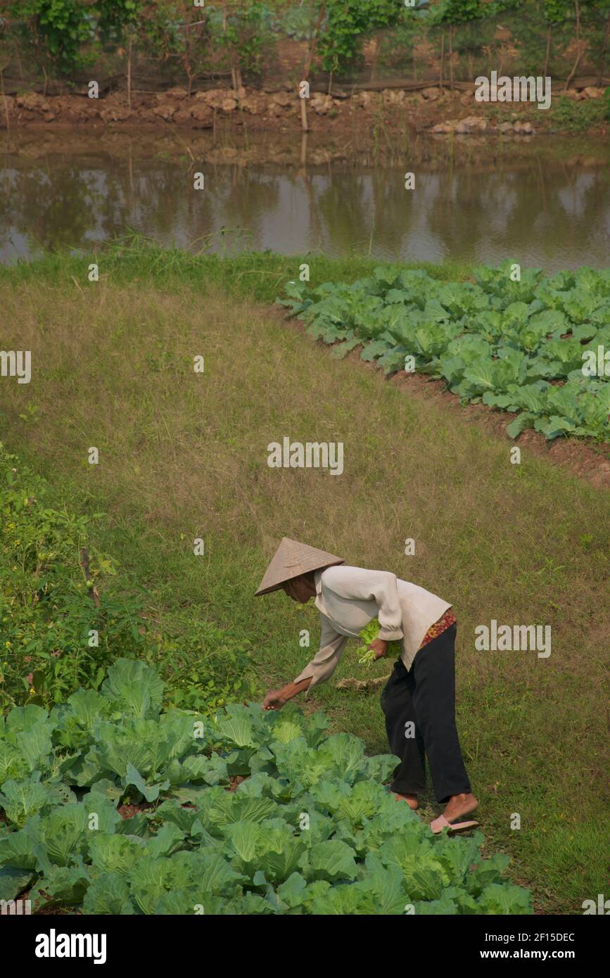 Orticoltura vietnamita sulle rive del fiume Rosso, Hanoi, Vietnam Foto Stock