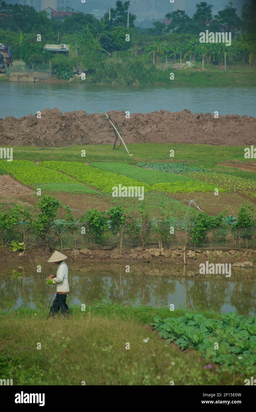 Orticoltura vietnamita sulle rive del fiume Rosso, Hanoi, Vietnam Foto Stock