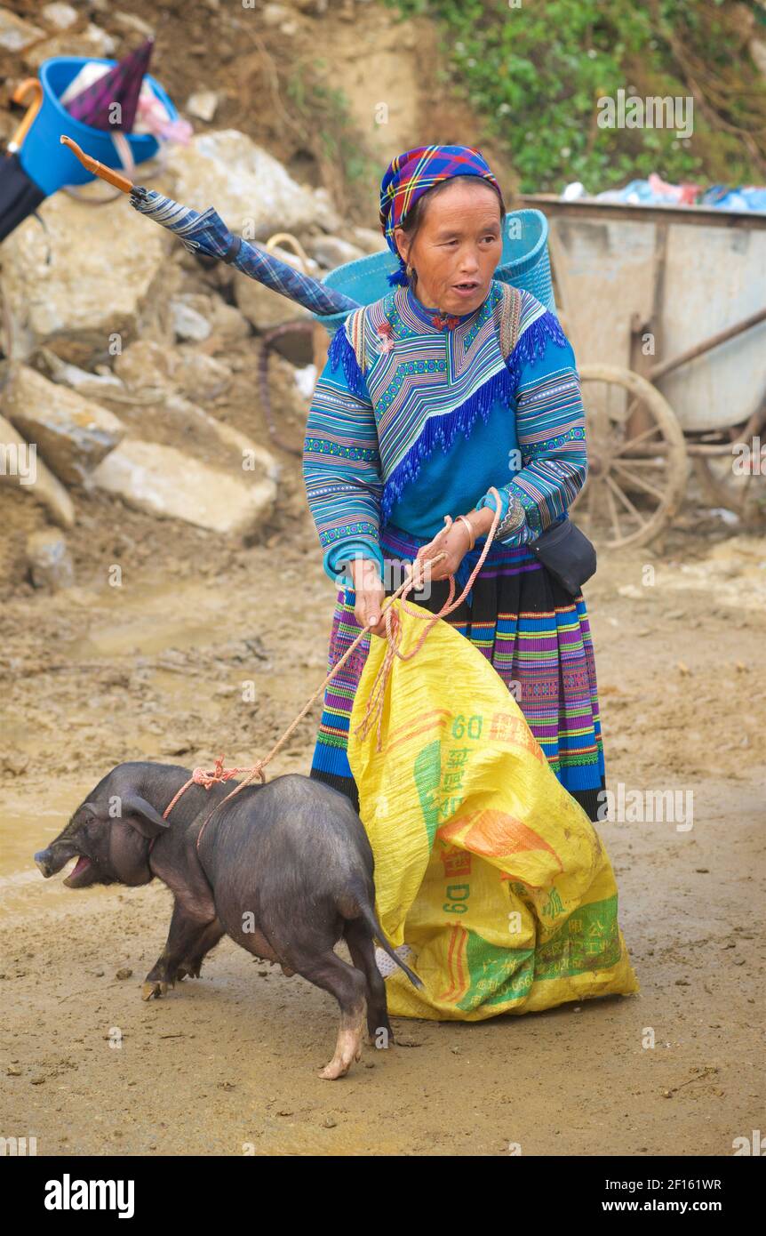 Fiore Hmong donna in stile locale abbigliamento al mercato di Bac ha,  cercando di trasportare un maiale in un sacco. Provincia di Lao Cai,  Vietnam nord-orientale Foto stock - Alamy