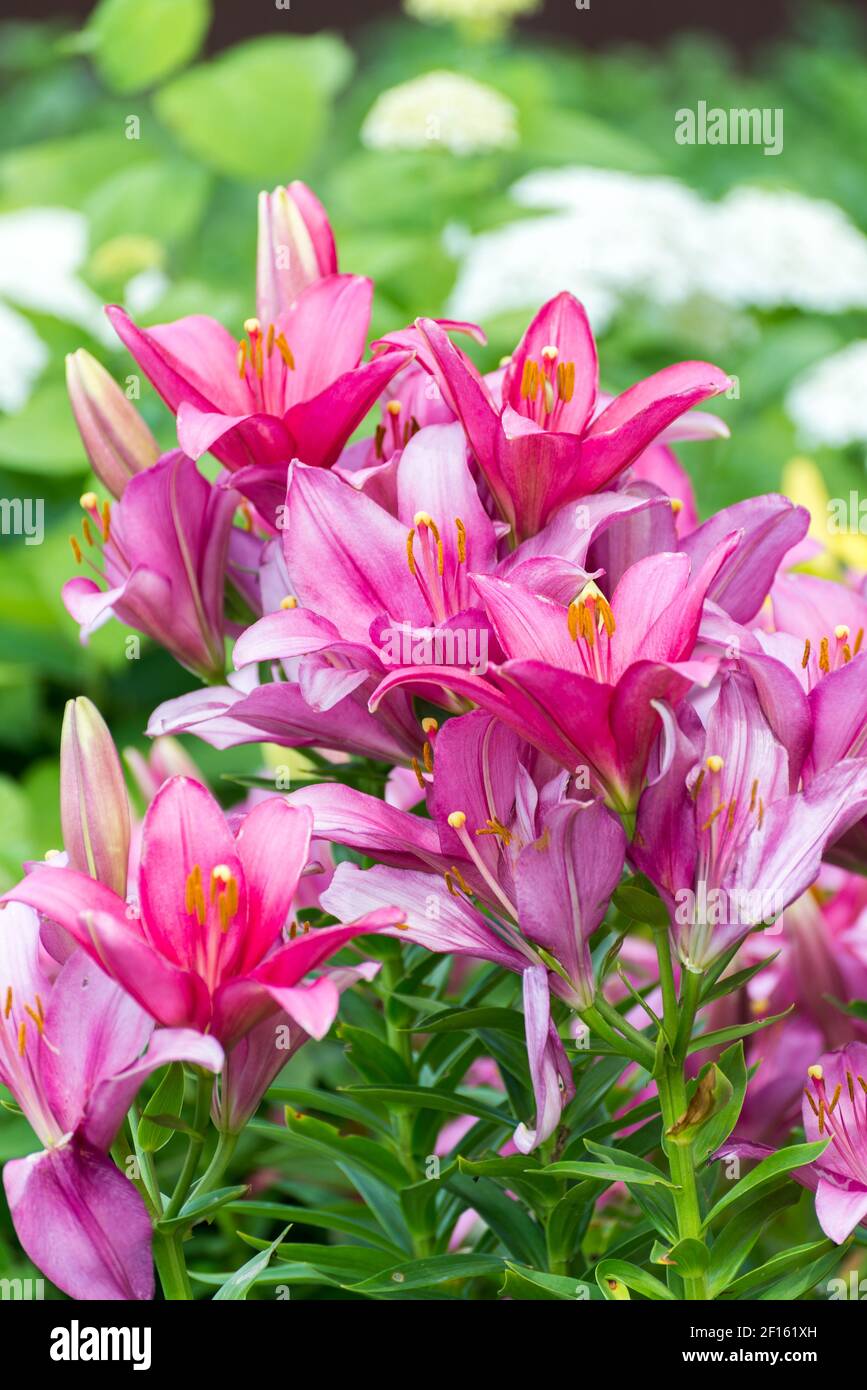 Un sacco di gigli rosa su sfondo bianco di ortensie in giardino Foto Stock
