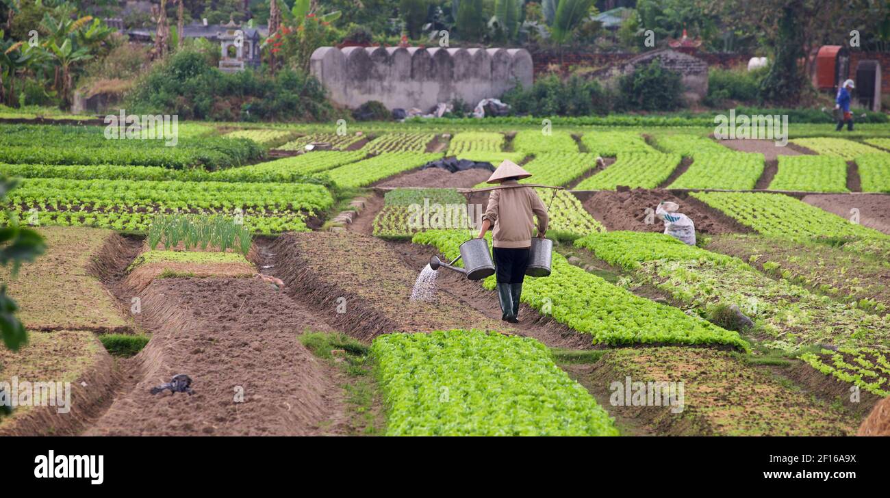 Orticoltura vietnamita nel Delta del fiume Rosso, Vietnam Foto Stock