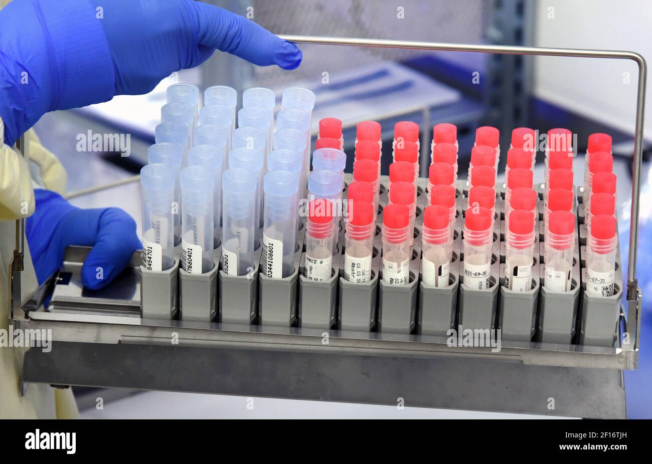 03 marzo 2021, Sassonia, Lipsia: Presso il laboratorio MVZ, il responsabile del reparto PCR, Dr. Katja Sänger, preleva i campioni SARS-COV-2 dall'analizzatore PCR. Il laboratorio, che appartiene al gruppo Limbach, elabora circa 10,000 campioni PCR alla settimana per il rilevamento della SARS-COV-2 per ospedali e medici in pratica privata. Attualmente, vengono diagnosticate anche varianti di virus con un potenziale di rischio aumentato, compresa la variante britannica B.1.1.7 attualmente particolarmente diffusa, ma anche le varianti di virus sudafricani e brasiliani. Foto: Waltraud Grubitzsch/dpa-Zentralbild/ZB Foto Stock