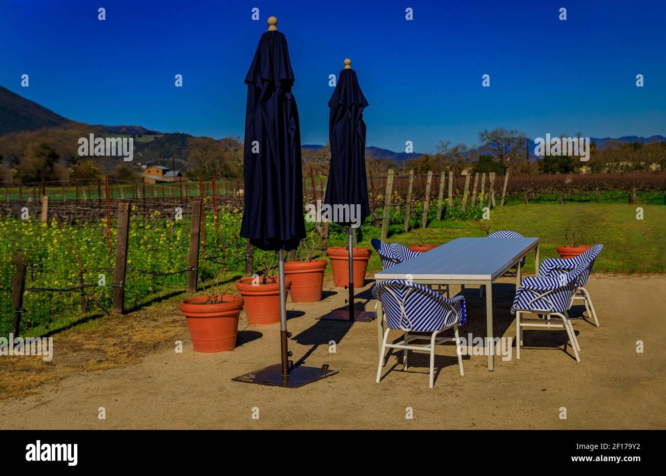 Tavolo esterno all'aperto con sedie accanto ai vitigni con fiori di senape gialli fioriti in un vigneto in primavera nella Napa Valley, California USA Foto Stock