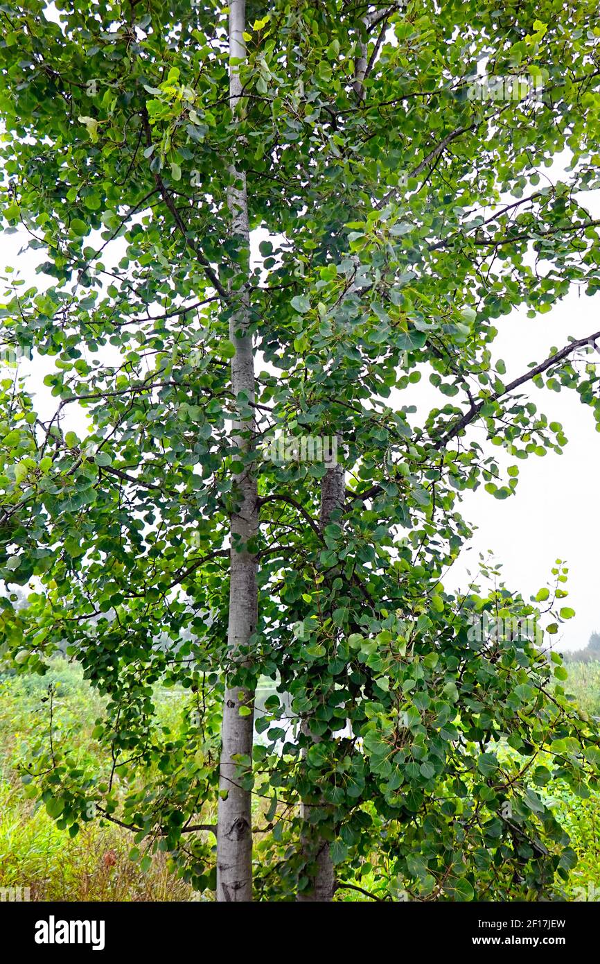 Quaking Aspen tree (Topulus tremuloides) in estate. Foto Stock