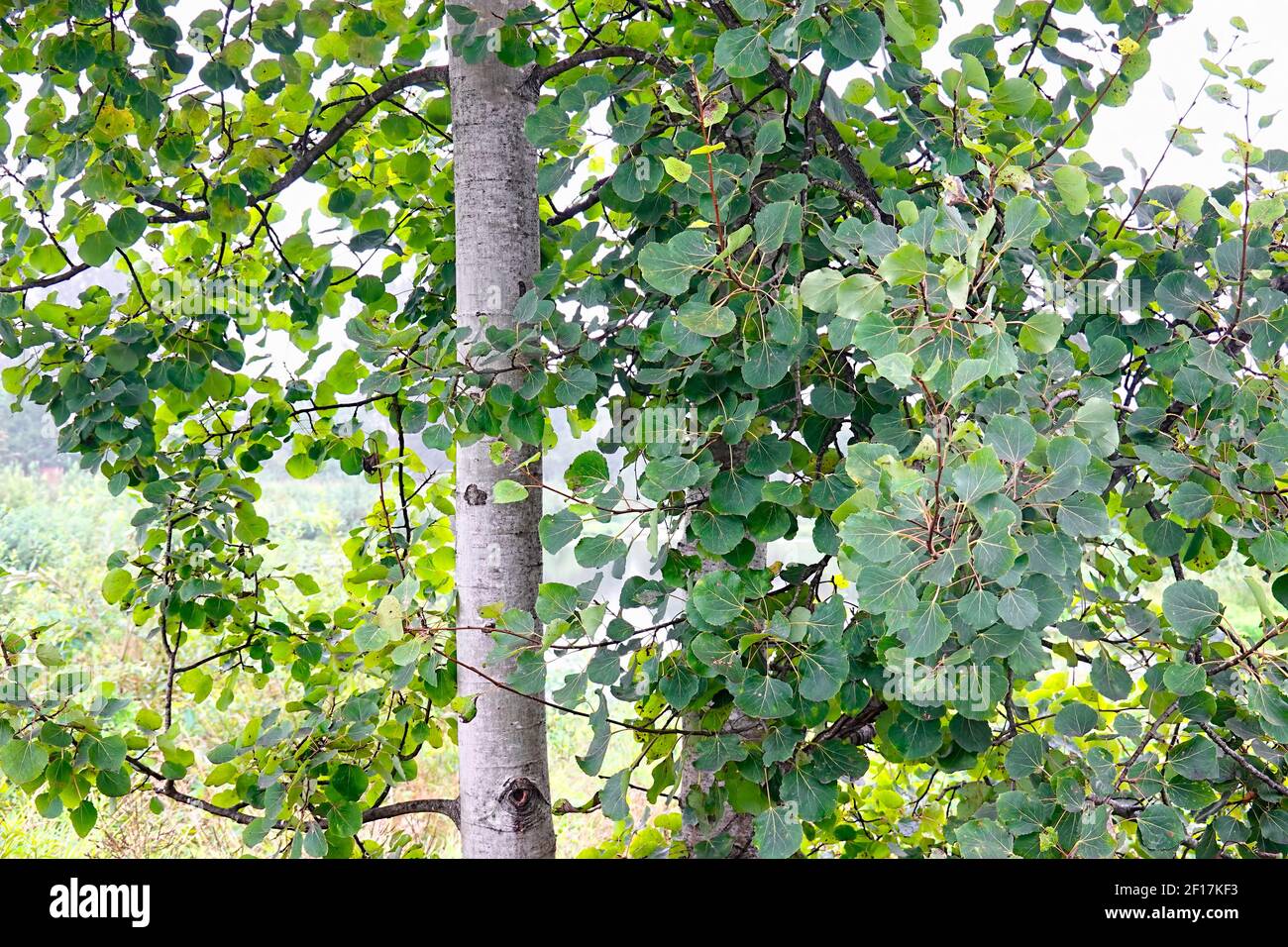 Quaking Aspen tree (Topulus tremuloides) in estate. Foto Stock