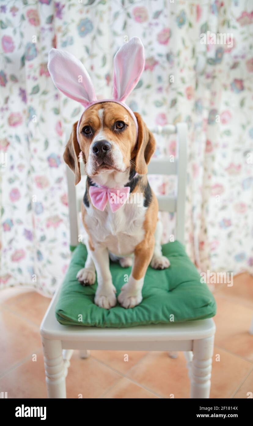 Giovane beagle in costume conigliato Foto Stock