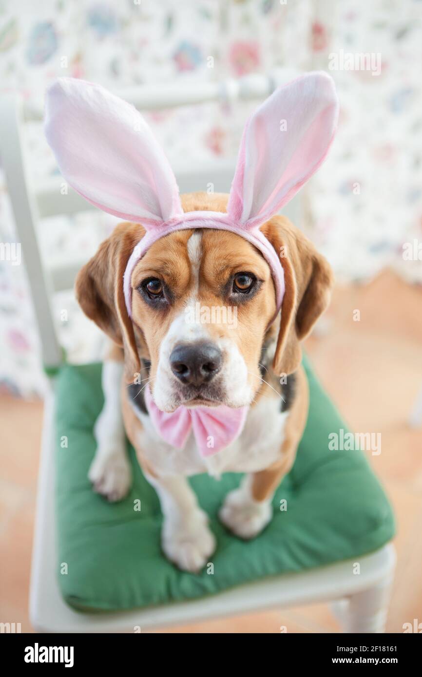 Giovane beagle in costume conigliato Foto Stock