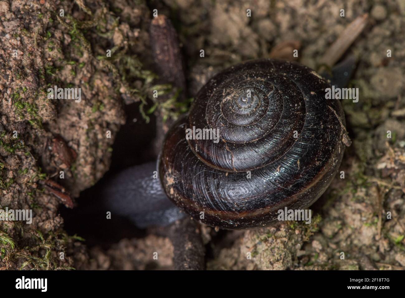 Bronze Shoulderband Snail (Helminthoglypta arrosa) una specie di gasteropodi impervia e minacciata endemica della California. Foto Stock