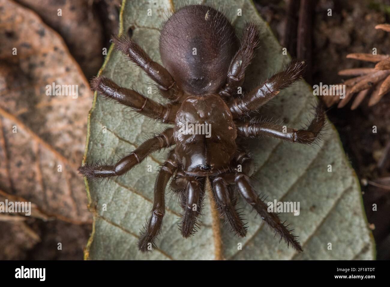 Un ragno a botola pieghevole (Aliatypus californicus), una specie di migalomorfo endemica della California, ha trovato strisciando sul pavimento della foresta di notte. Foto Stock