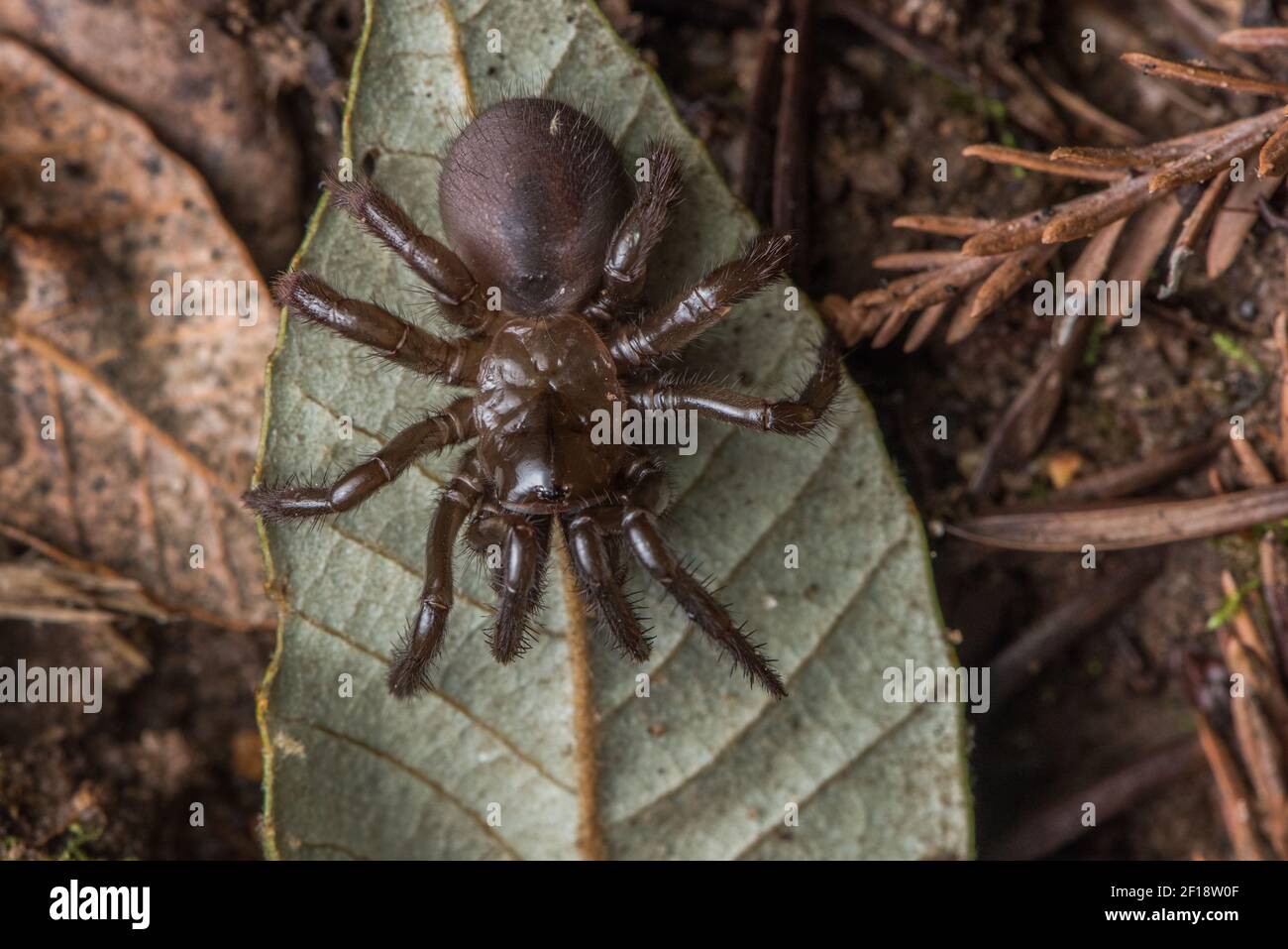 Un ragno a botola pieghevole (Aliatypus californicus), una specie di migalomorfo endemica della California, ha trovato strisciando sul pavimento della foresta di notte. Foto Stock