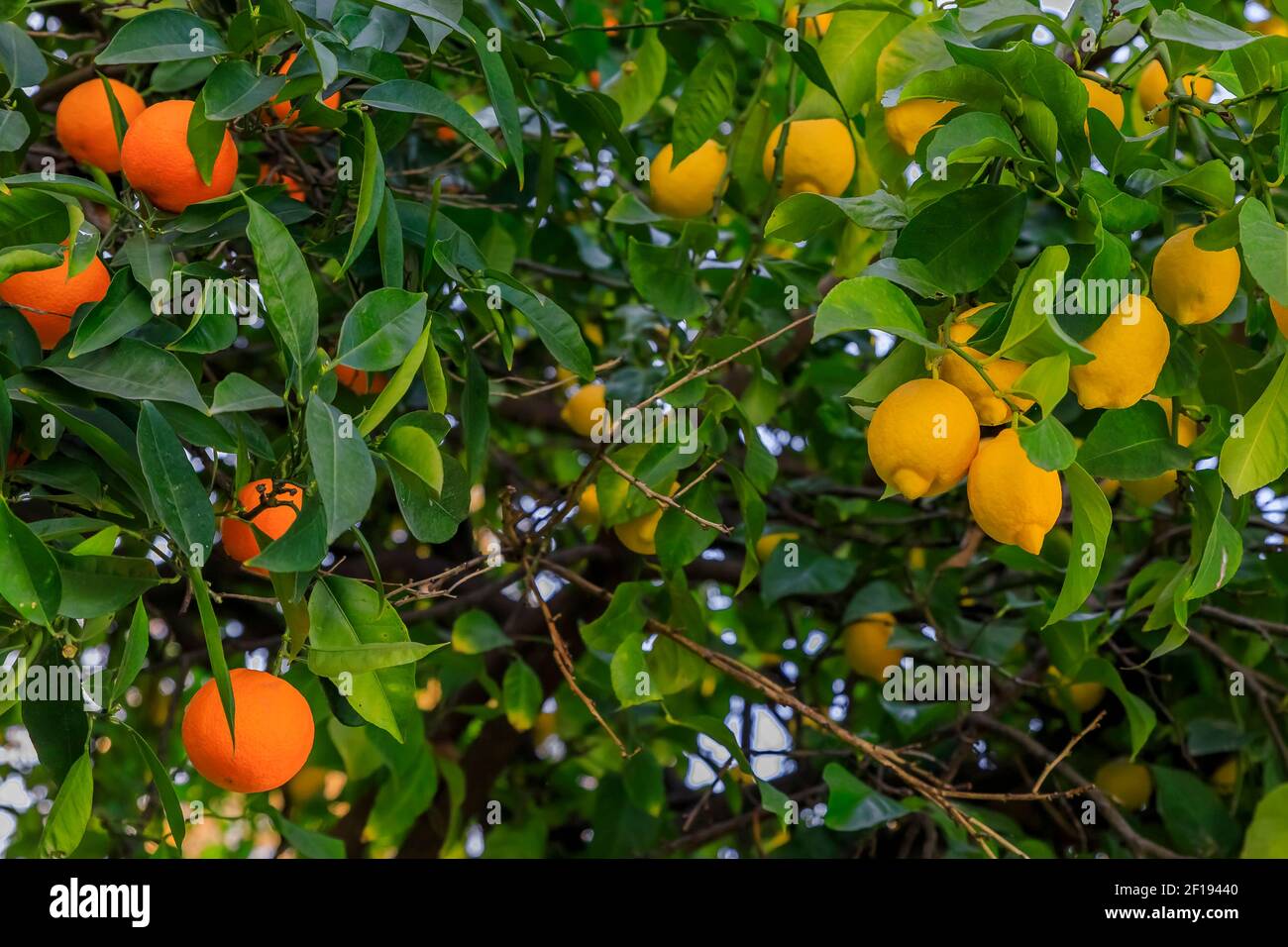 Agrumi di arancio e limone che crescono sullo stesso albero ibrido attraverso un innesto in California USA, agricoltura sperimentale Foto Stock