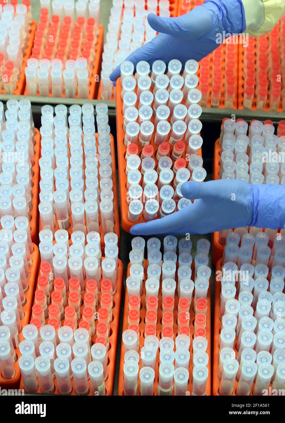 03 marzo 2021, Sassonia, Lipsia: Nel laboratorio MVZ, il capo del dipartimento PCR, la dott.ssa Katja Sänger, preleva i campioni SARS-COV-2 dall'archivio dei campioni per le misurazioni di controllo. Nel laboratorio, che appartiene al gruppo Limbach, circa 10,000 campioni di PCR vengono trattati settimanalmente per il rilevamento della SARS-COV-2 per cliniche e medici in pratica privata. Attualmente, vengono diagnosticate anche varianti di virus con un potenziale di rischio aumentato, compresa la variante britannica B.1.1.7 attualmente particolarmente diffusa, ma anche le varianti di virus sudafricani e brasiliani. Foto: Waltraud Grupitzsch/dp Foto Stock