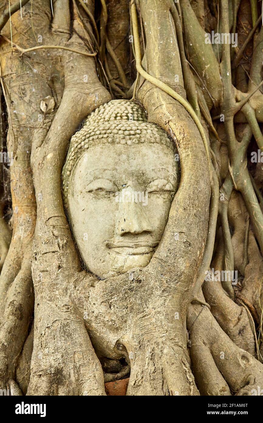 Testa di Buddha in pietra arenaria in radici di albero di Wat Mahathat, Ayutthaya, Thailandia Foto Stock