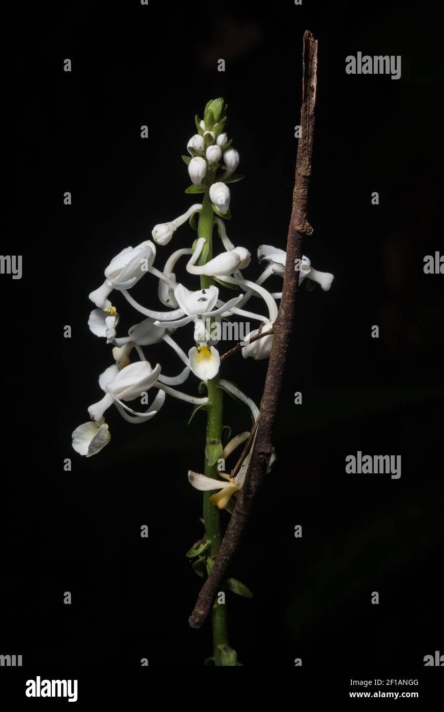 Un insetto di bastone incredibilmente ben nascosto e camuffato si trova su fiori bianchi a Sabah, Malesia in Borneo. Foto Stock
