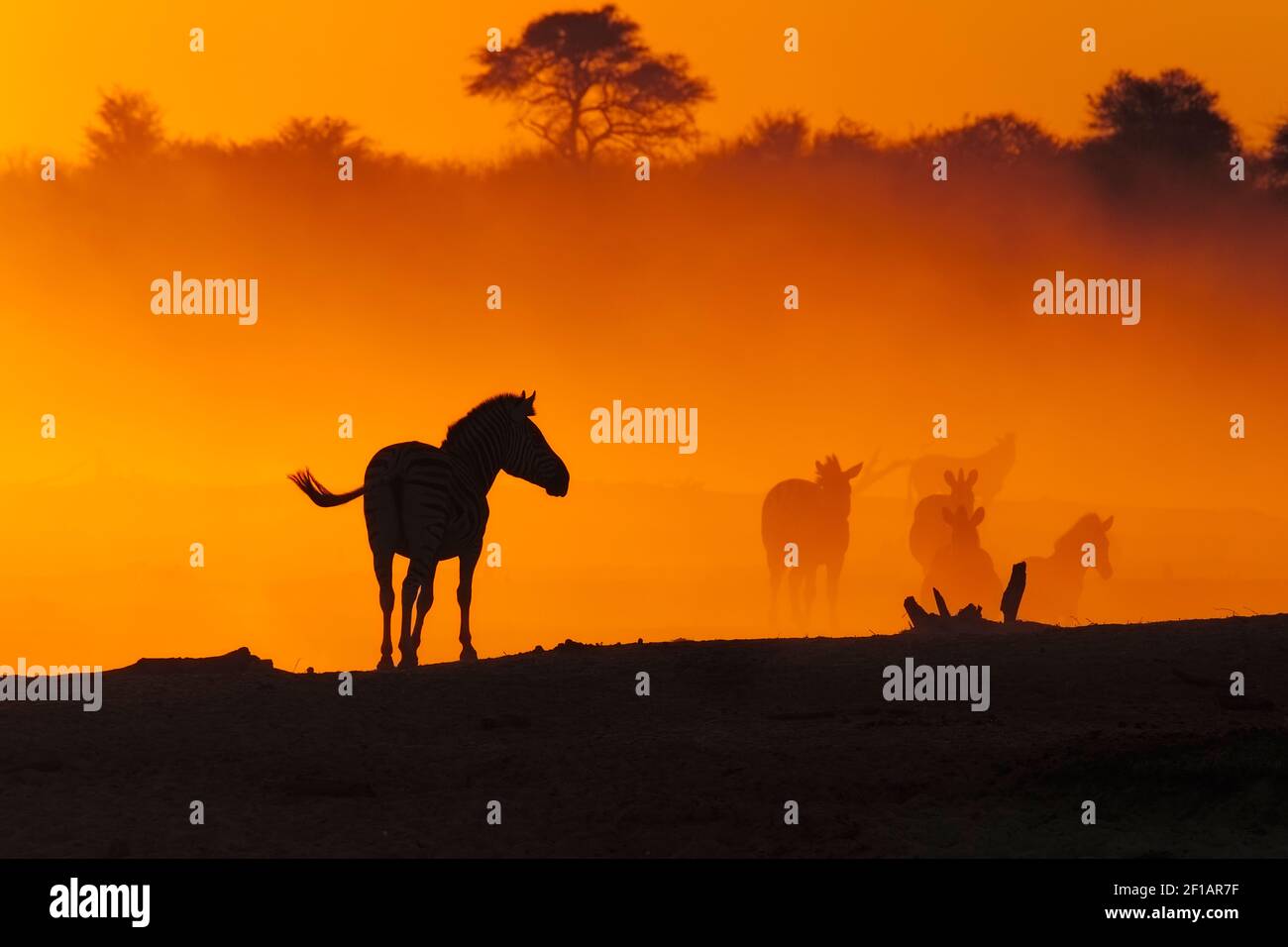 Zebra (Equus burchellii) al tramonto. Makgadikgadi Pan, Botswana Foto Stock
