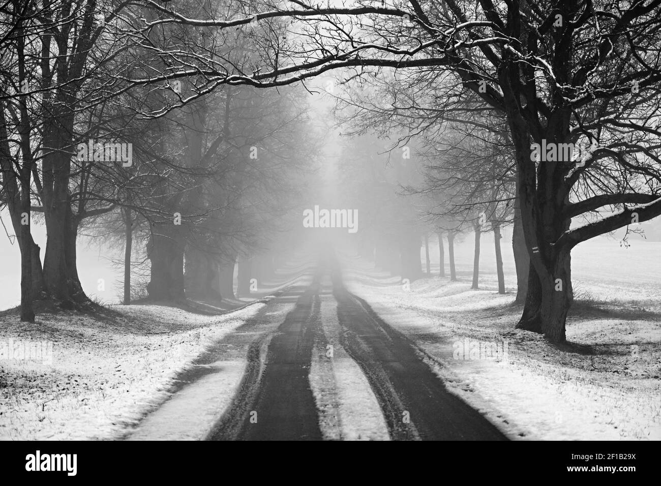 Paesaggio invernale - frosty alberi della foresta. Natura ricoperta di neve. Stagionale bello sfondo naturale. Foto Stock