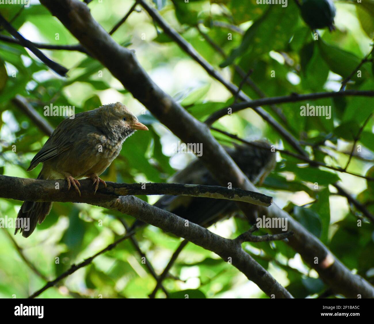 Un primo piano di un babbler della giungla seduto in un ramo di albero Foto Stock