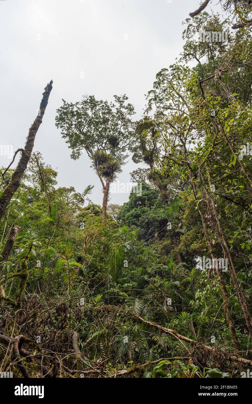 Lussureggiante foresta pluviale nelle alture di Monteverde, Costa Rica Foto Stock