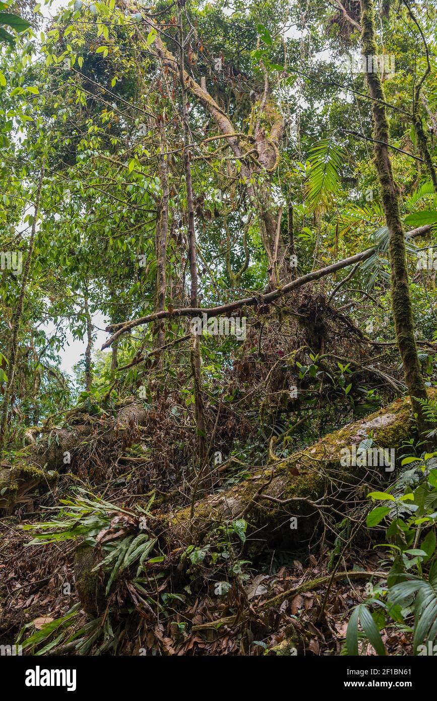 Lussureggiante foresta pluviale nelle alture di Monteverde, Costa Rica Foto Stock