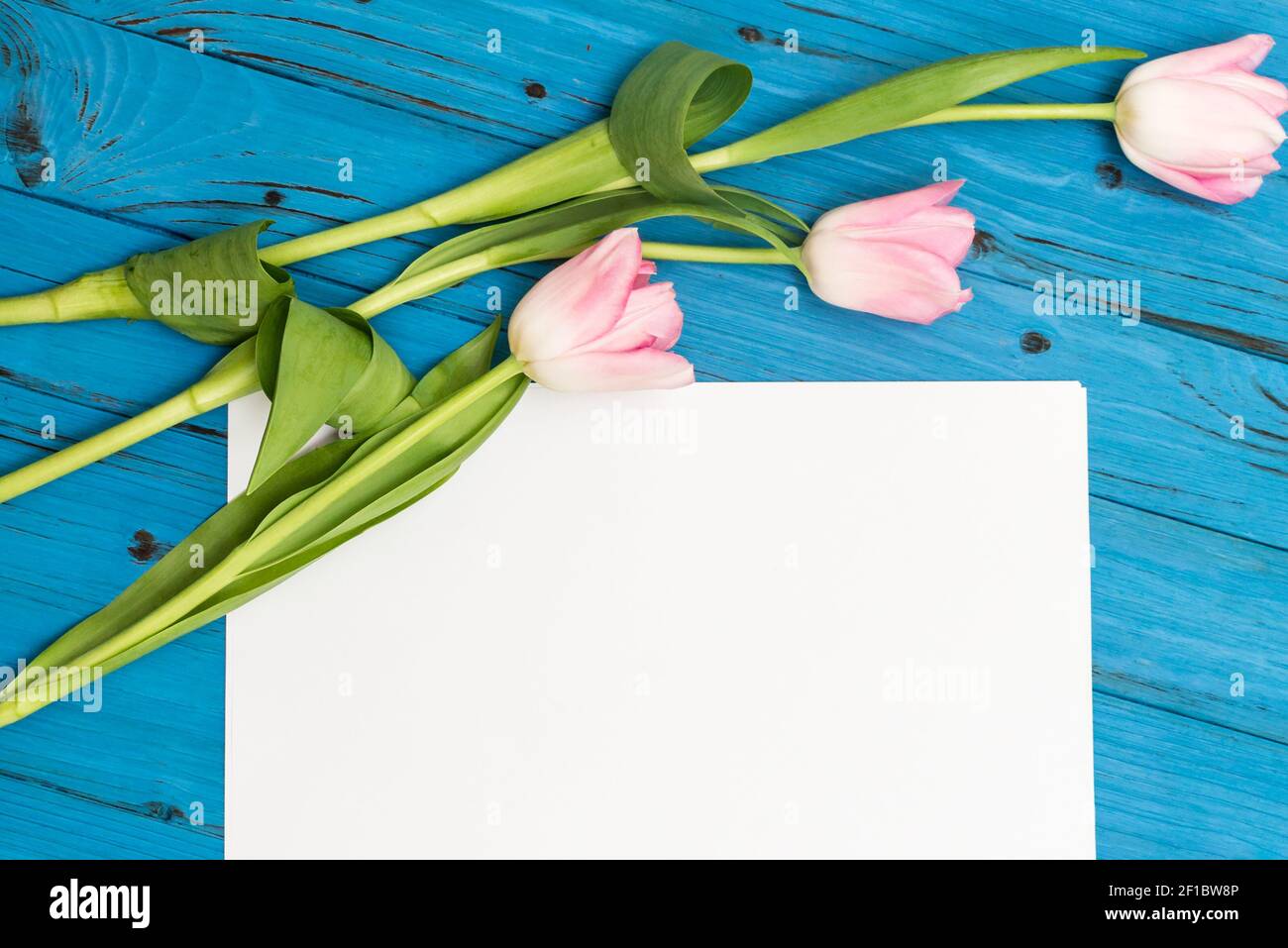 Tulipani rosa su una tavola di legno blu Foto Stock