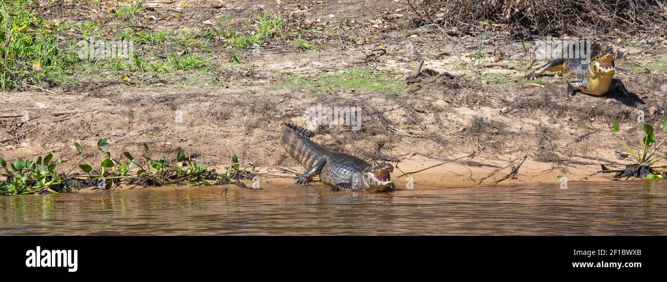 Un singolo Caiman nel Rio Sao Lourenco nel Pantanal in Mato Grosso, Brasile Foto Stock