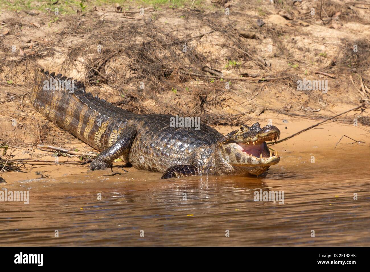 Caiman a bocca aperta nel Pantanal settentrionale in Mato Grosso, Brasile Foto Stock