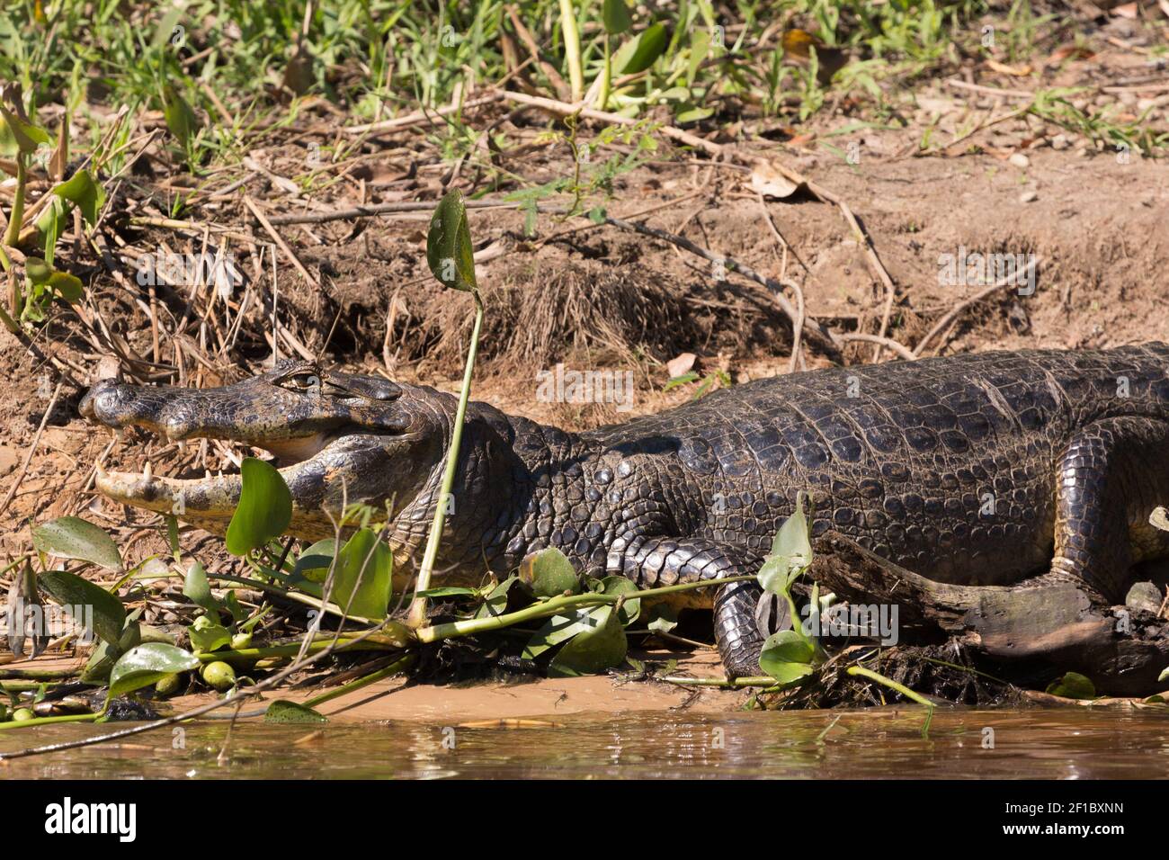 Primo piano e un caiman spettacolare (caiman yacare) sul Rio Sao Lourenco nel Pantanal settentrionale a Mato Grosso, Brasile Foto Stock