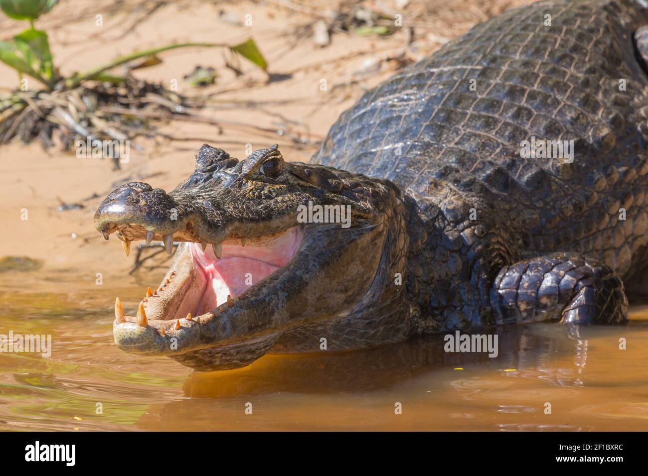 Primo piano della testa con bocca aperta e denti vibranti di un Caiman nel Pantanal settentrionale di Mato Grosso, Brasile Foto Stock