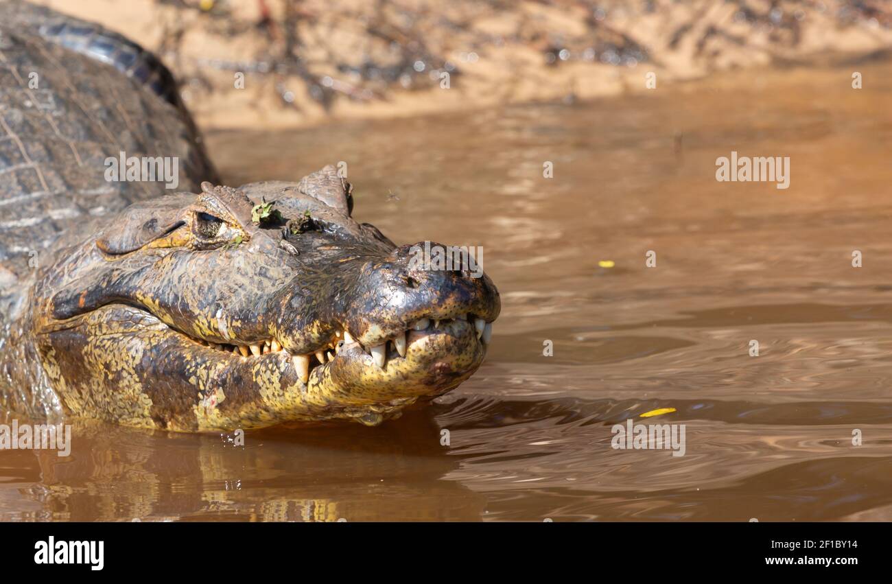 Primo piano della testa con bocca chiusa e denti visibili di un Caiman nel Pantanal settentrionale di Mato Grosso, Brasile Foto Stock