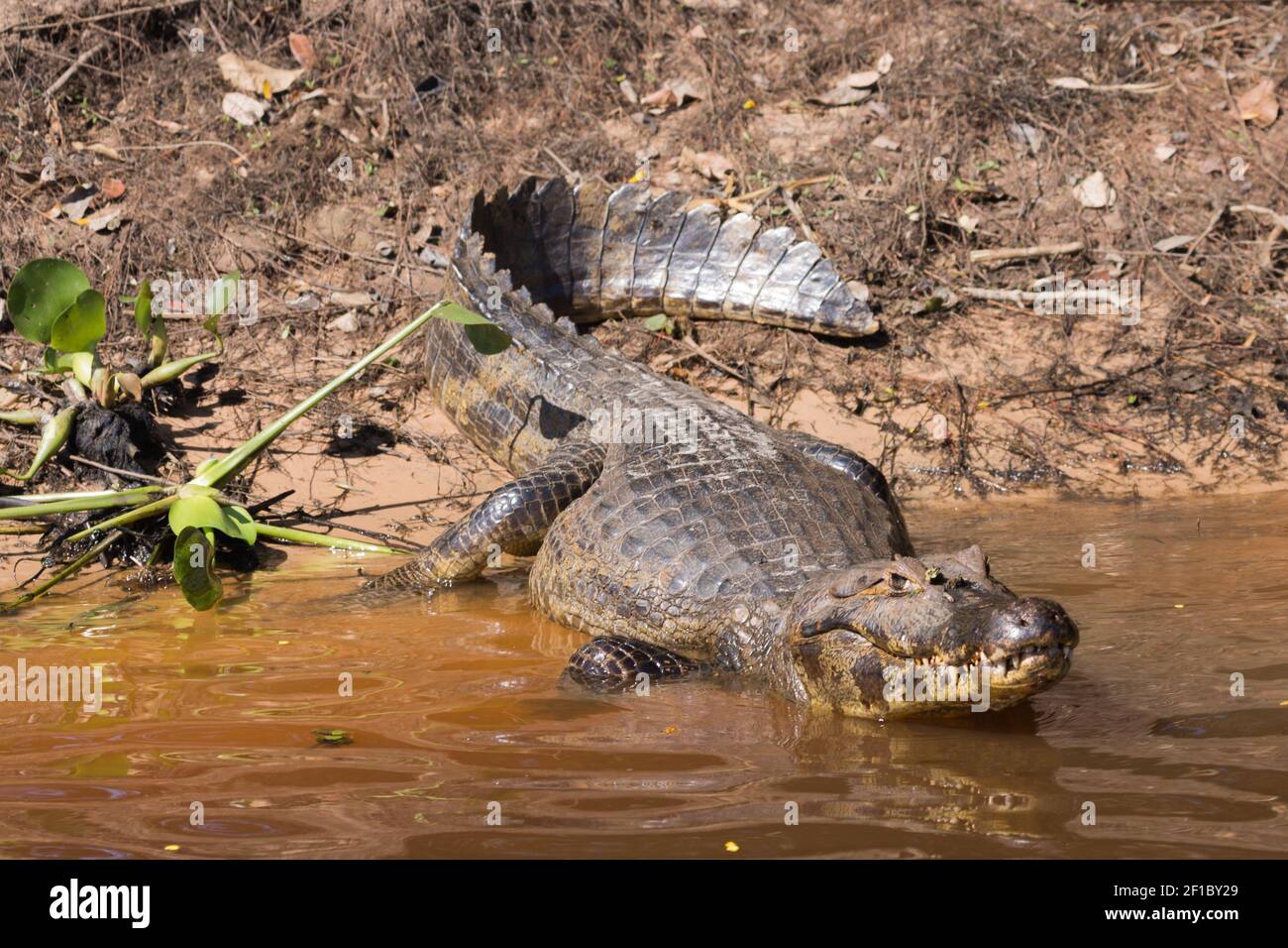 Fauna sudamericana: Un Caiman adagiato sulle rive del Rio Sao Lourenco nel Pantanal settentrionale in Mato Grosso, Brasile Foto Stock