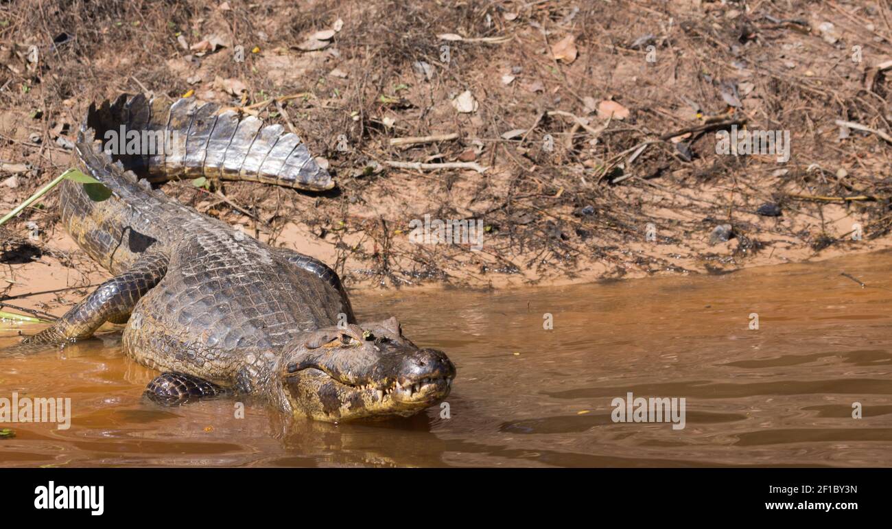 Caiman riposa sul Rio Sao Lourenco nel Pantanal settentrionale a Mato Grosso, Brasile Foto Stock