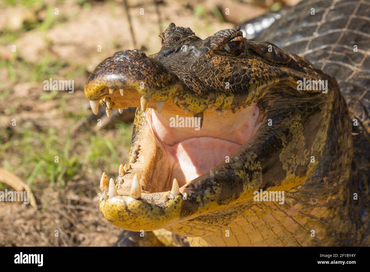Primo piano della testa di un Caiman con aperto bocca e denti visibili Foto Stock