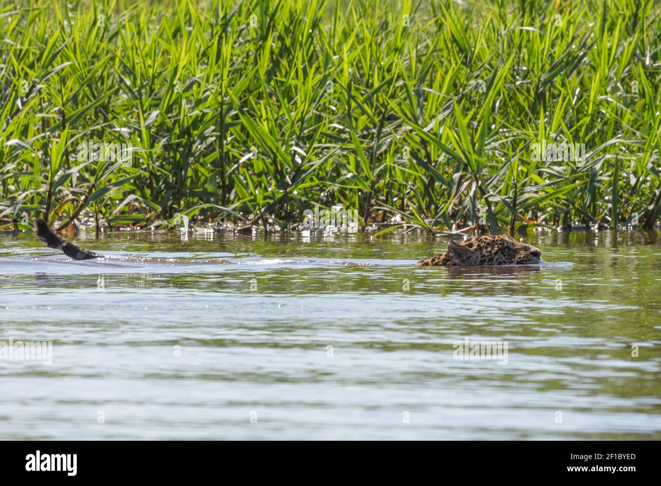 Nuoto Jaguar (Panthera onca) nel Pantanal settentrionale in Mato Grosso, Brasile Foto Stock