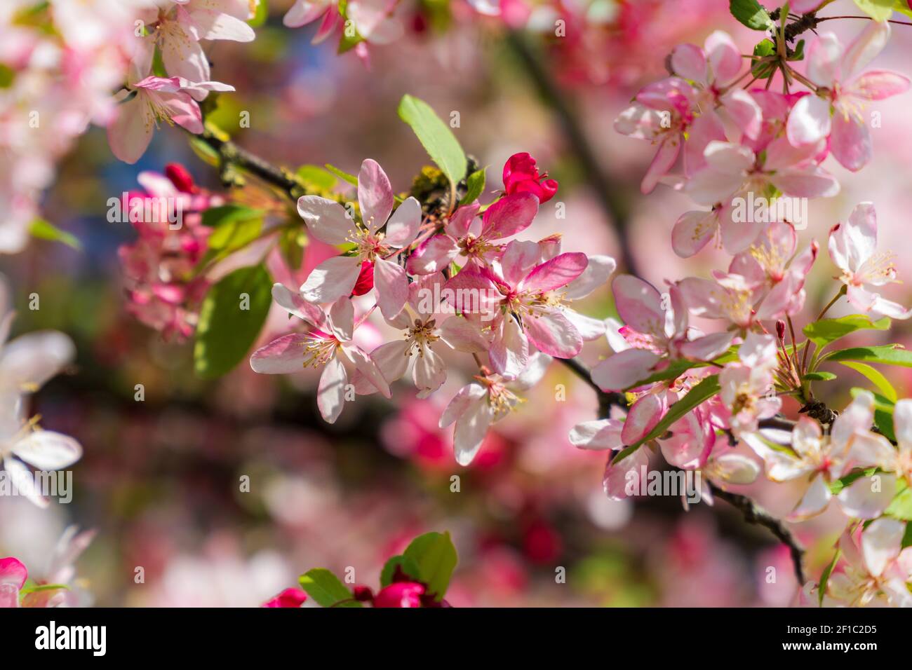 La mela bianca e rosa fiorisce alla luce del sole. Fiori primaverili in fiore. Primo piano con splendido sfondo bokeh. Foto Stock