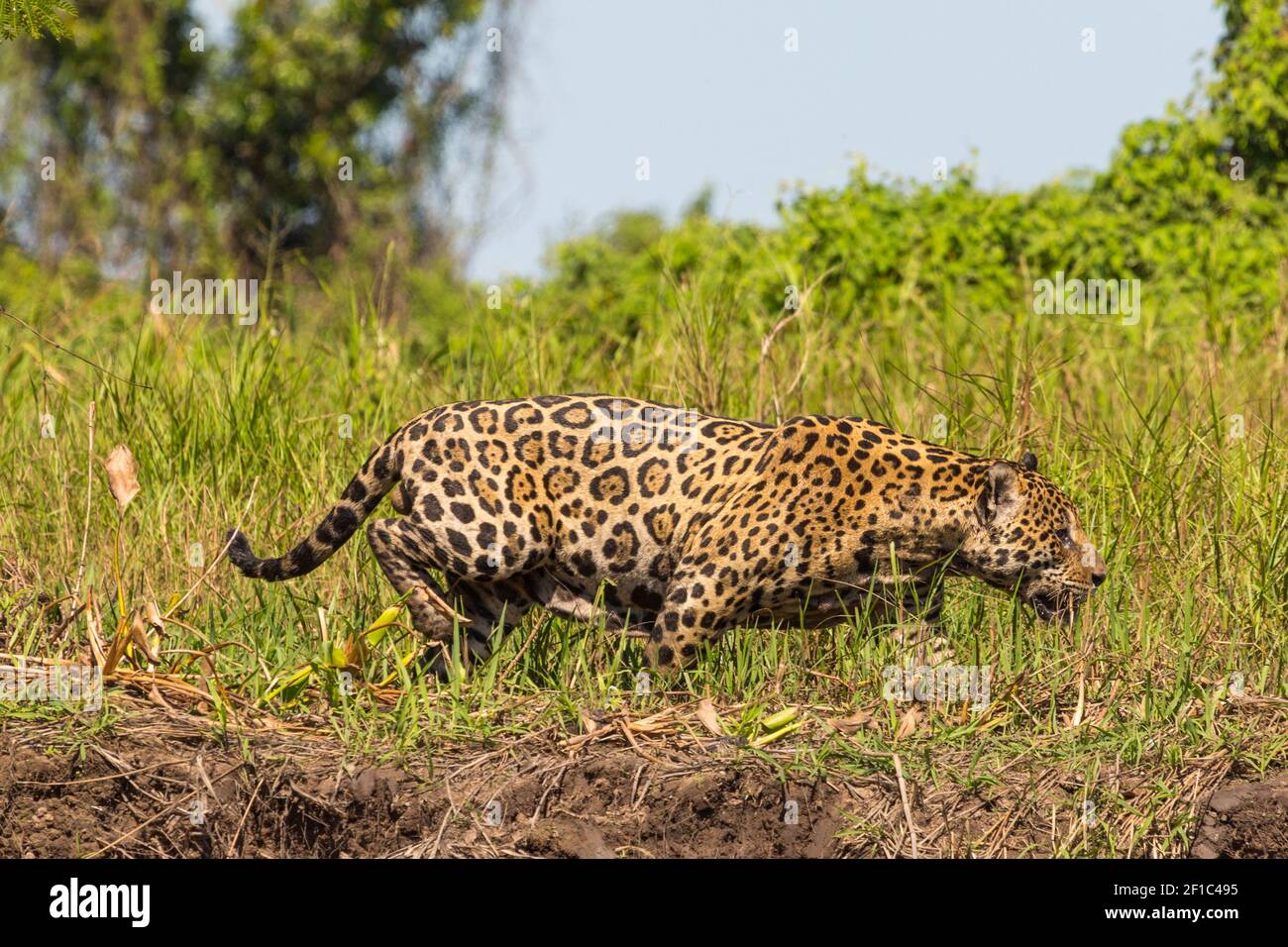 South American Wildlife: Jaguar alla ricerca di preda nella parte brasiliana del Pantanal Foto Stock