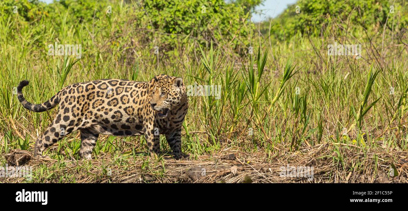 Fauna selvatica sudamericana: Jaguar nel Pantanal settentrionale Foto Stock
