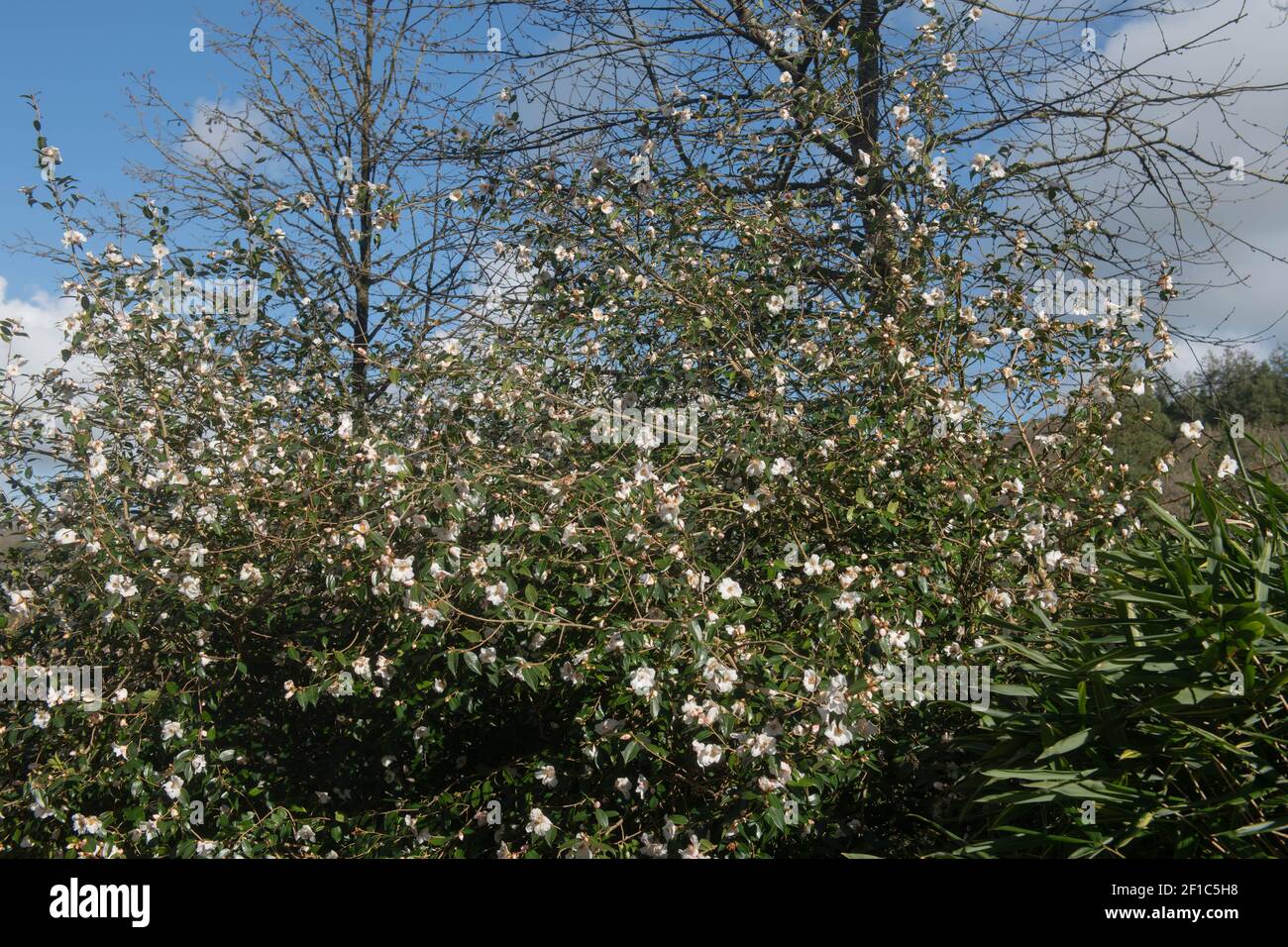 Fiori bianchi di primavera su un arbusto di Camellia ibrido Evergreen (Camellia 'Cornish Snow') che cresce in un giardino nel Devon Rurale, Inghilterra, Regno Unito Foto Stock