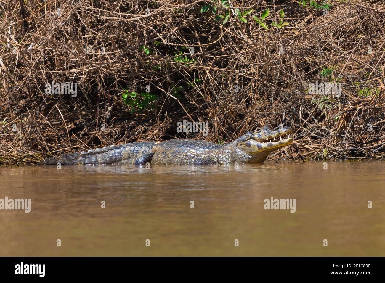 Caiman con spectacled meridionale nel Pantanal settentrionale in Mato Grosso, Brasile Foto Stock