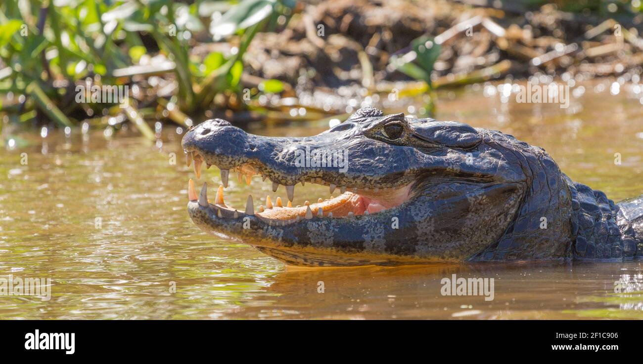 Testa di un caimano con bocca aperta e teeds visibili nel Pantanal a Mato Grosso, Brasile Foto Stock