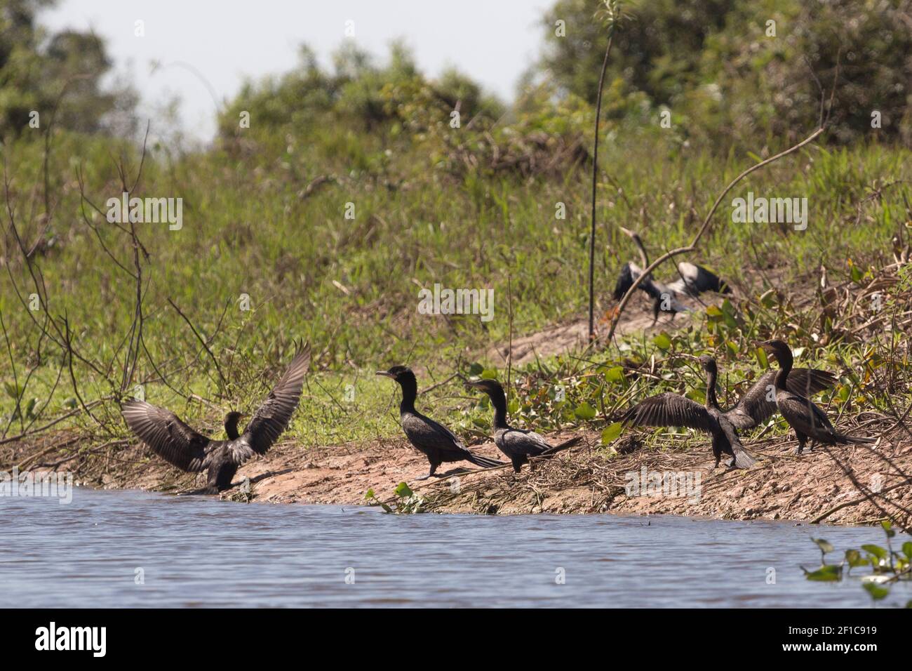 Gruppo dei cormorani Olivacei (Phalacrocorax brasilianus) nel Pantanal settentrionale di Mato Grosso, Brasile Foto Stock