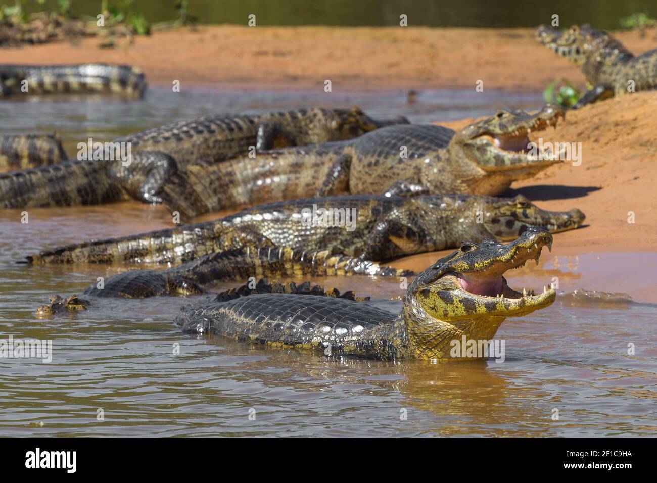 Gruppo di caimani nel Rio Sao Lourenco nel Pantanal settentrionale, Mato Grosso, Brasile Foto Stock