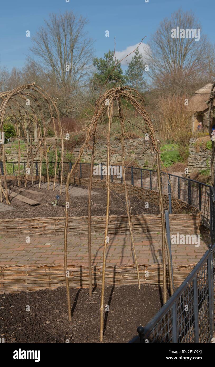 Wigwam o telaio in costruzione da Hazel Stick per sostenere le piante e le verdure di arrampicata in un giardino di Potager in Devon rurale, Inghilterra, Regno Unito Foto Stock