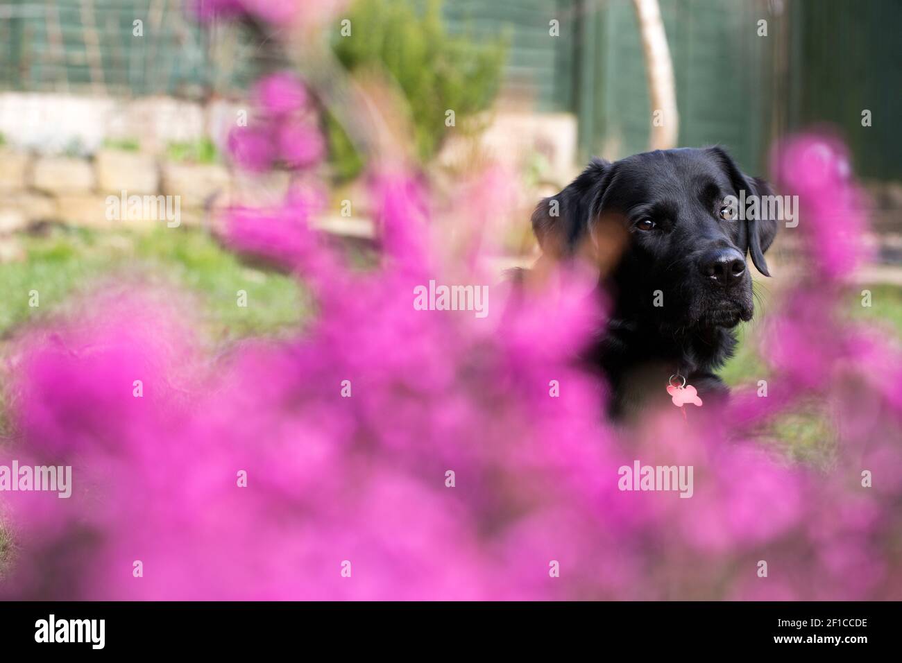Un Labrador nero sedette sull'erba in un giardino dietro l'erica rosa Foto Stock