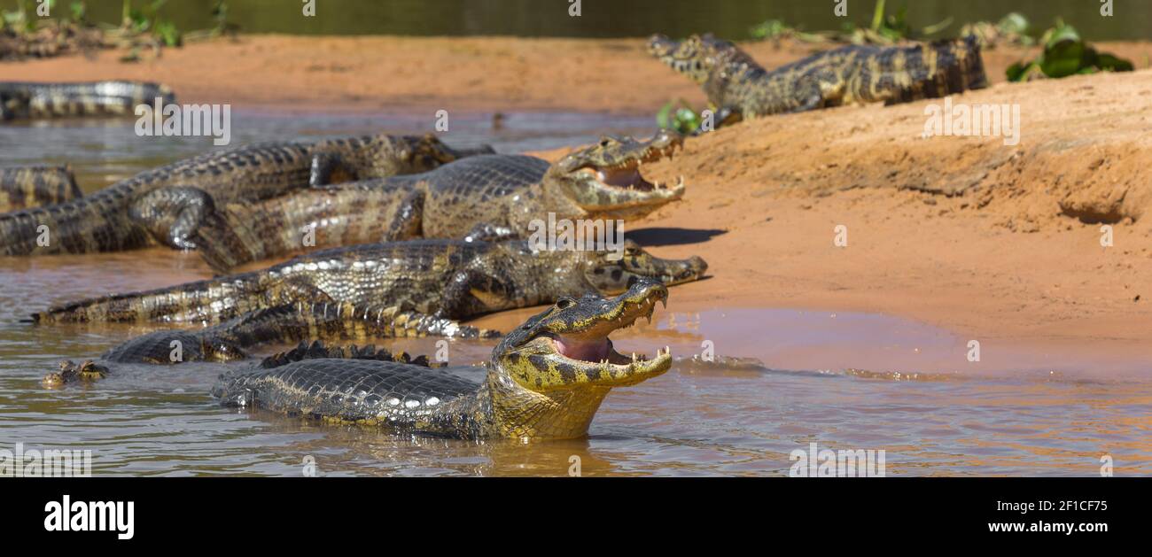 Un gruppo di caimani si lyings su una riva del fiume nel Rio Sao Lourenco nel Pantanal settentrionale in Mato Grosso, Brasile Foto Stock
