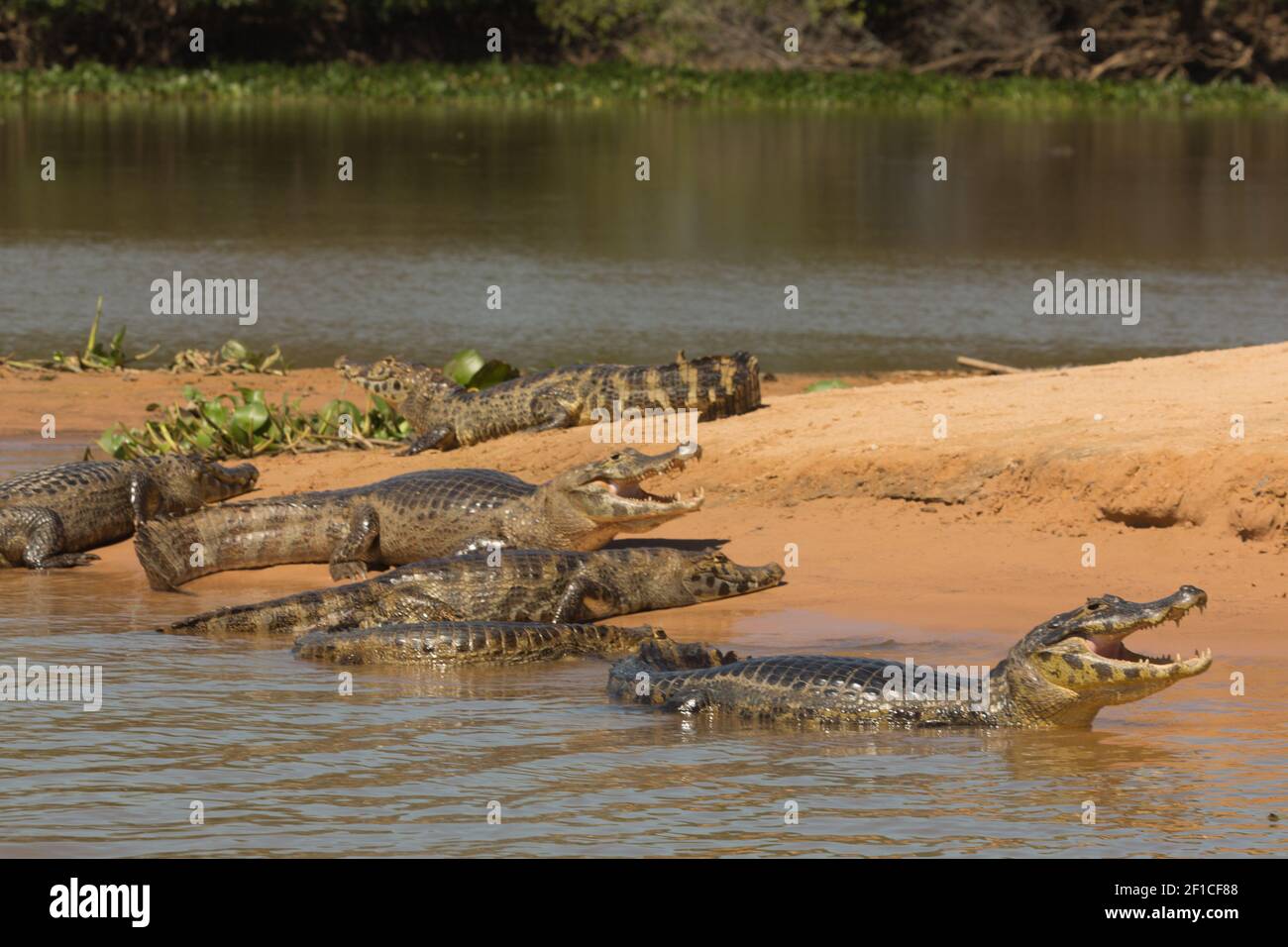 Fauna selvatica brasiliana: Caimans speccled del sud che bagna nel sole nel Pantanal settentrionale in Mato Grosso, Brasile Foto Stock