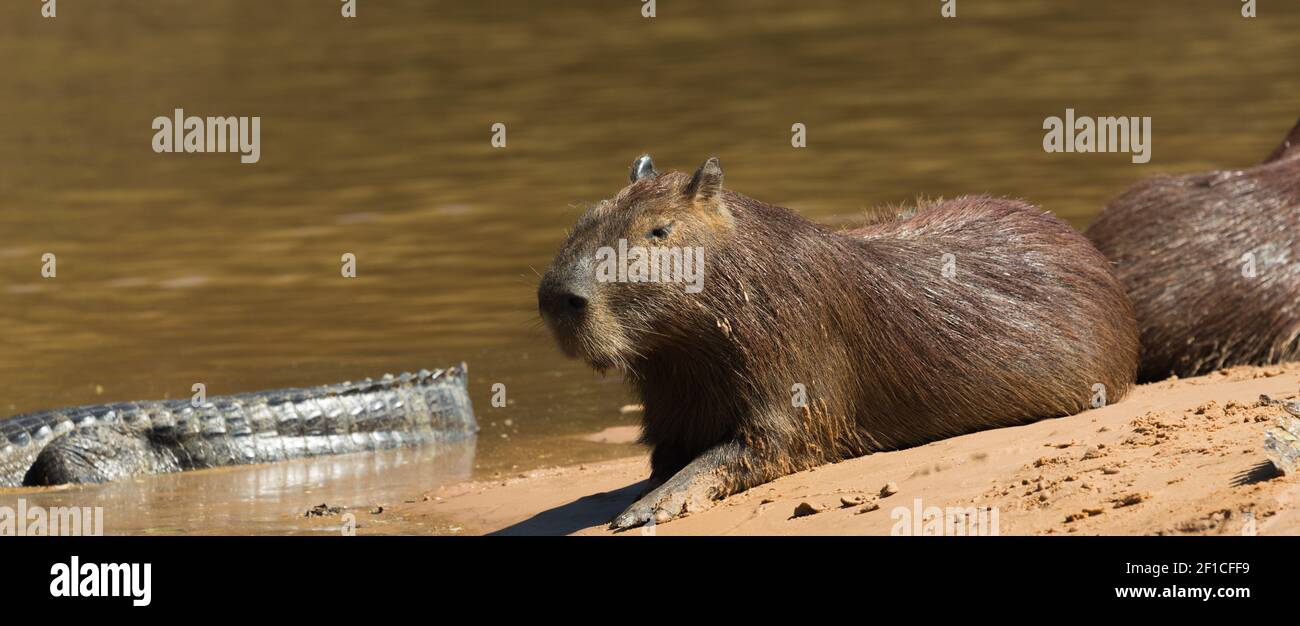 Capybara nel Pantanal settentrionale in Mato Grosso, Brasile Foto Stock